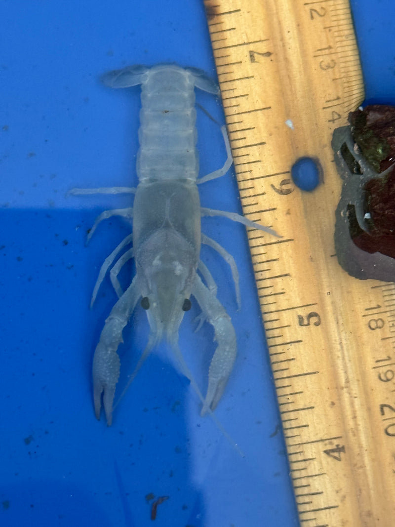 Procambarus clarkii "Blue Ghost" Lobster Male Pet Crayfish