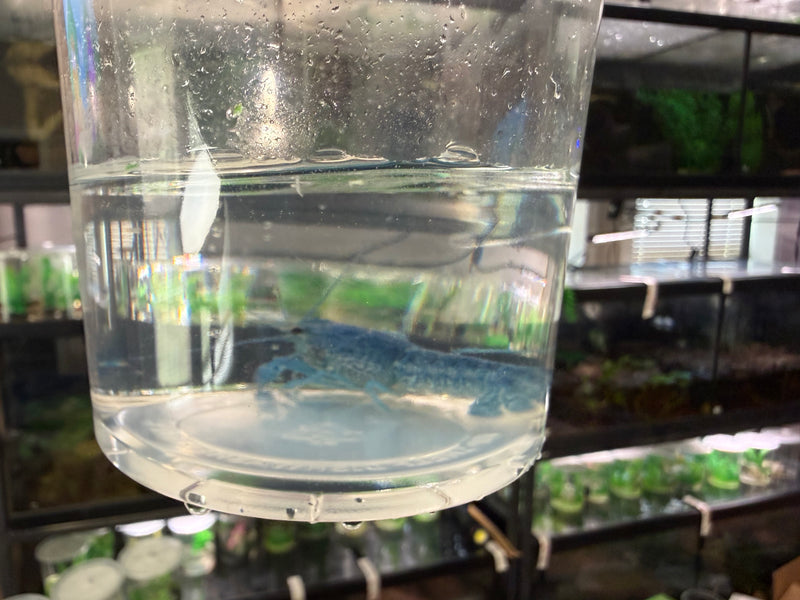 Procambarus alleni "Electric Blue Lobster" Female Pet Crayfish