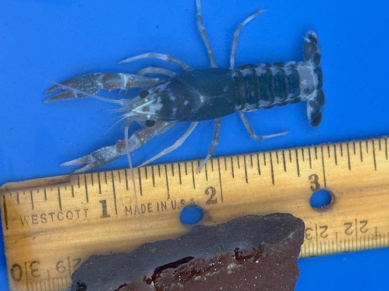 Procambarus clarkii "Tricolor Ghost" Lobster Female Pet Crayfish
