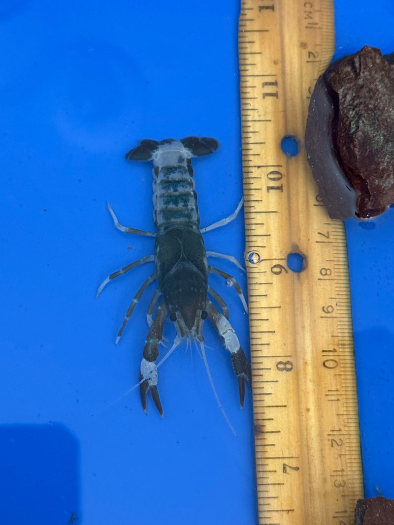 Procambarus clarkii "Tricolor Ghost" Lobster Female Pet Crayfish