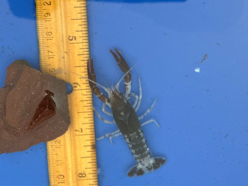 Procambarus clarkii "Chocolate Ghost" Lobster Male Pet Crayfish
