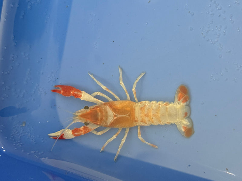 Procambarus clarkii "Orange Ghost" Lobster Female Pet Crayfish