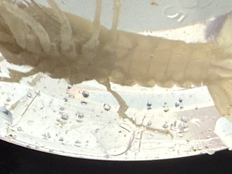 Procambarus alleni "White Spectre" Male Pet Crayfish