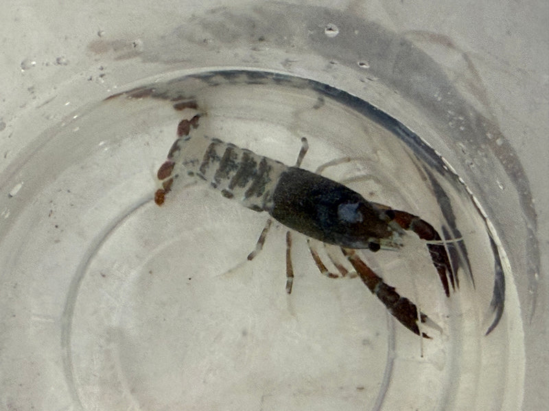 Procambarus clarkii "Tricolor Ghost" Lobster Female Pet Crayfish