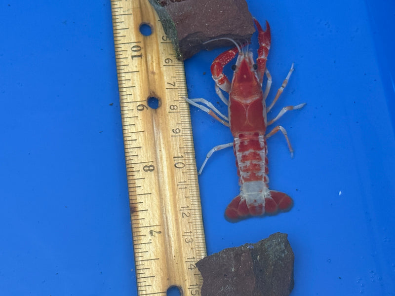 Procambarus clarkii "Orange Ghost" Lobster Female Pet Crayfish