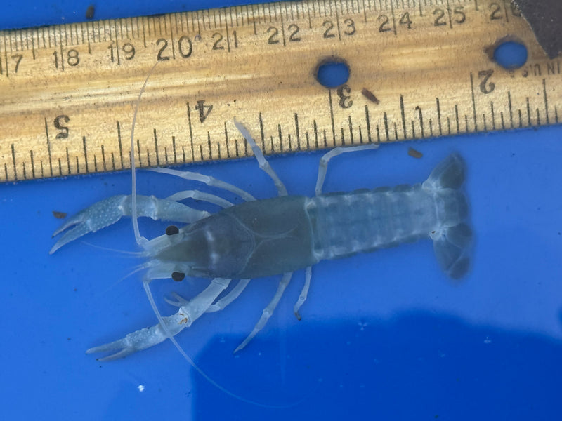 Procambarus clarkii "Blue Ghost" Lobster Female Pet Crayfish