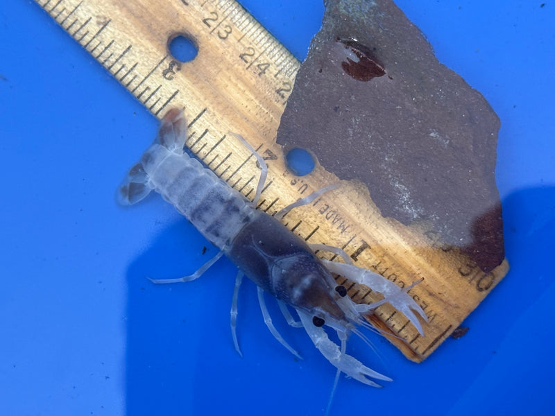 Procambarus clarkii "Blue Ghost" Lobster Female Pet Crayfish