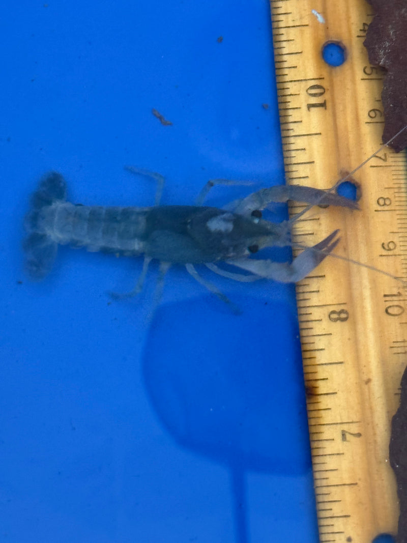 Procambarus clarkii "Blue Ghost" Lobster Male Pet Crayfish