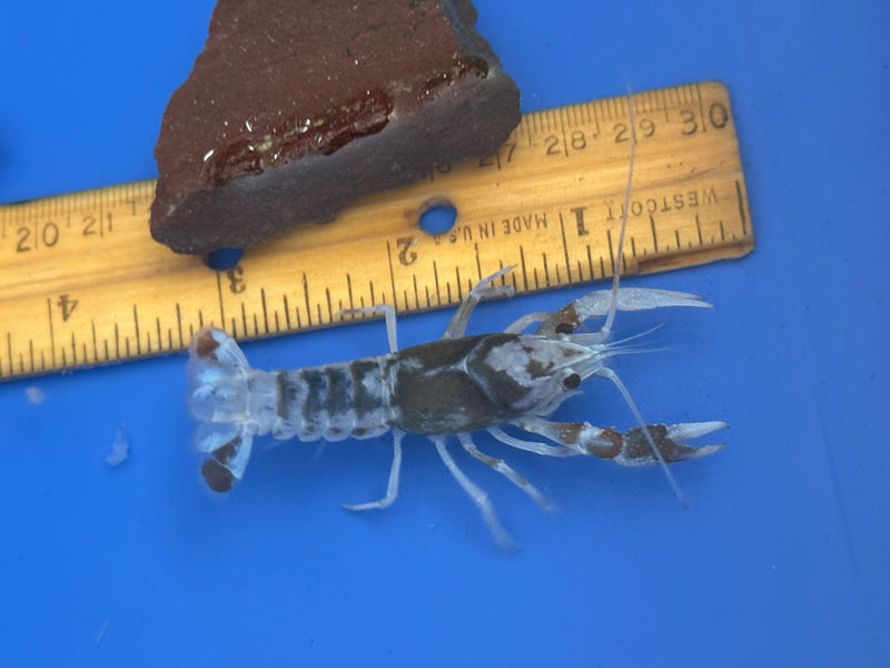Procambarus clarkii "Tricolor Ghost" Lobster Female Pet Crayfish