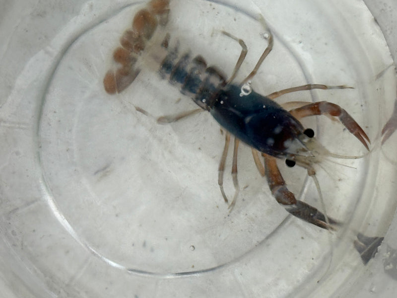 Procambarus clarkii "Tricolor Ghost" Lobster Male Pet Crayfish