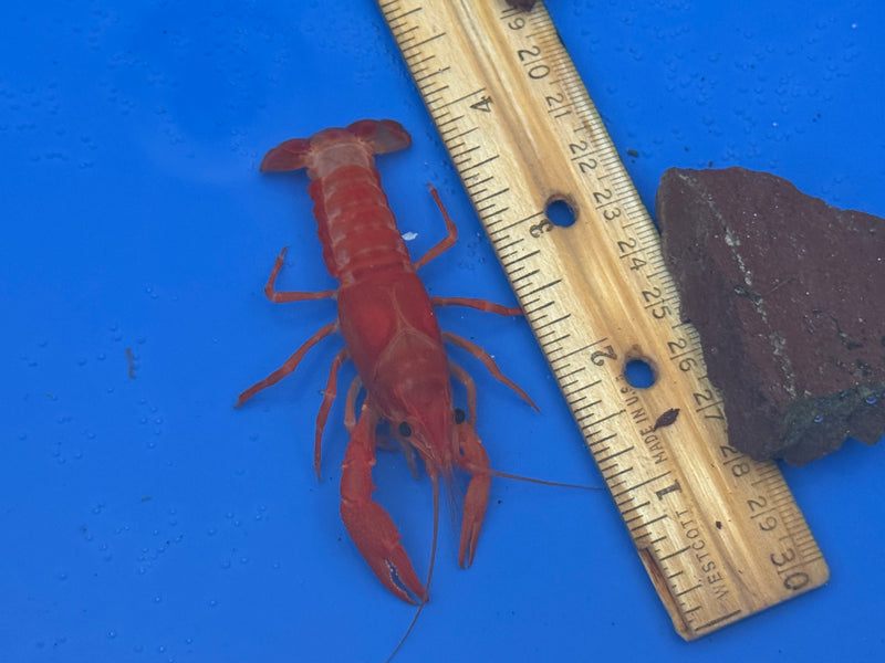 Procambarus clarkii "Orange Ghost" Lobster Female Pet Crayfish