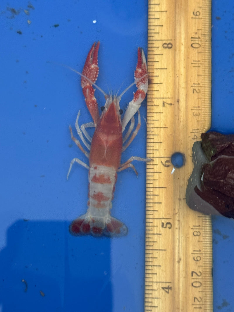 Procambarus clarkii "Orange Ghost" Lobster Male Pet Crayfish