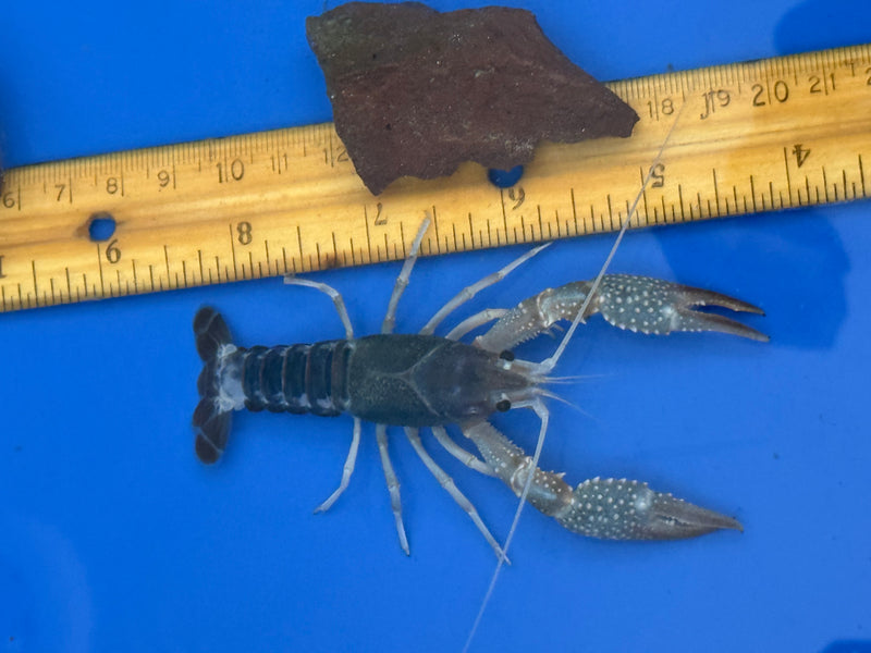 Procambarus clarkii "Tricolor Ghost" Lobster Male Pet Crayfish