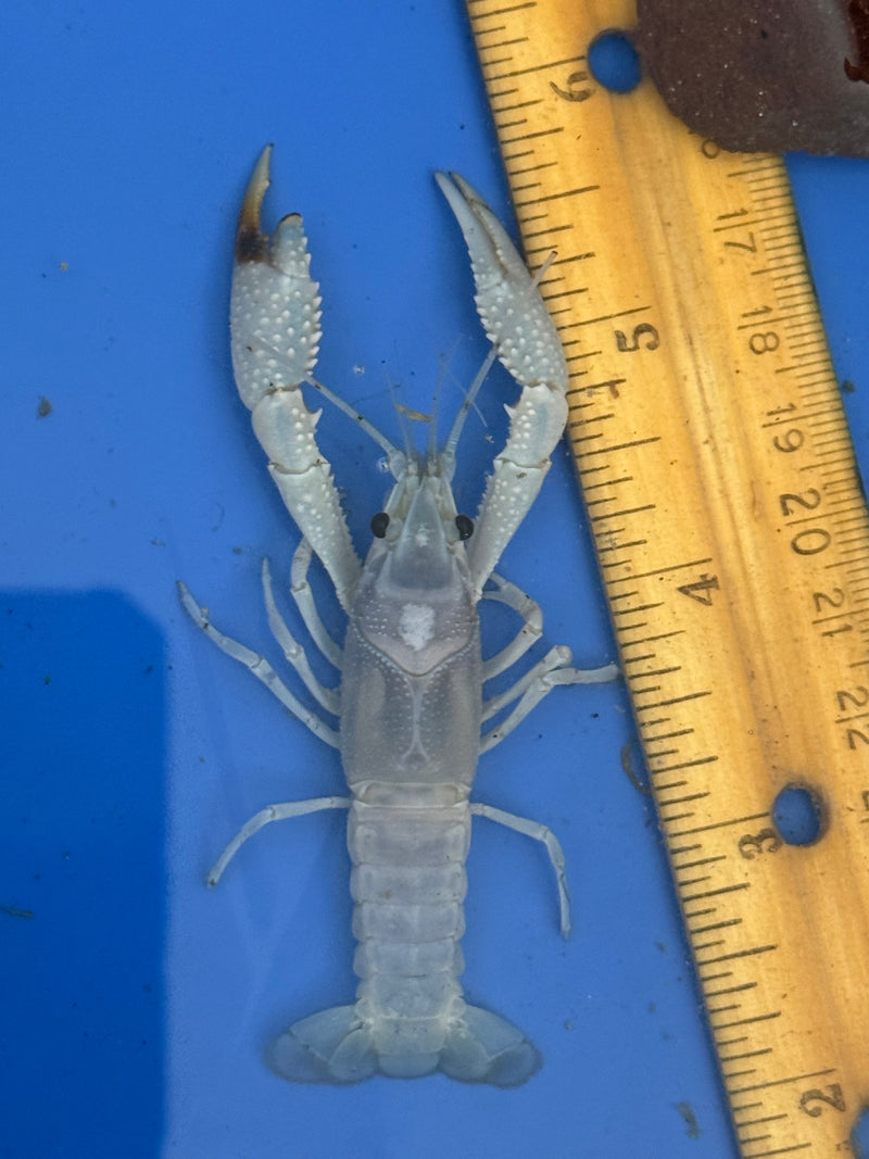 Procambarus clarkii "Blue Ghost" Lobster Male Pet Crayfish