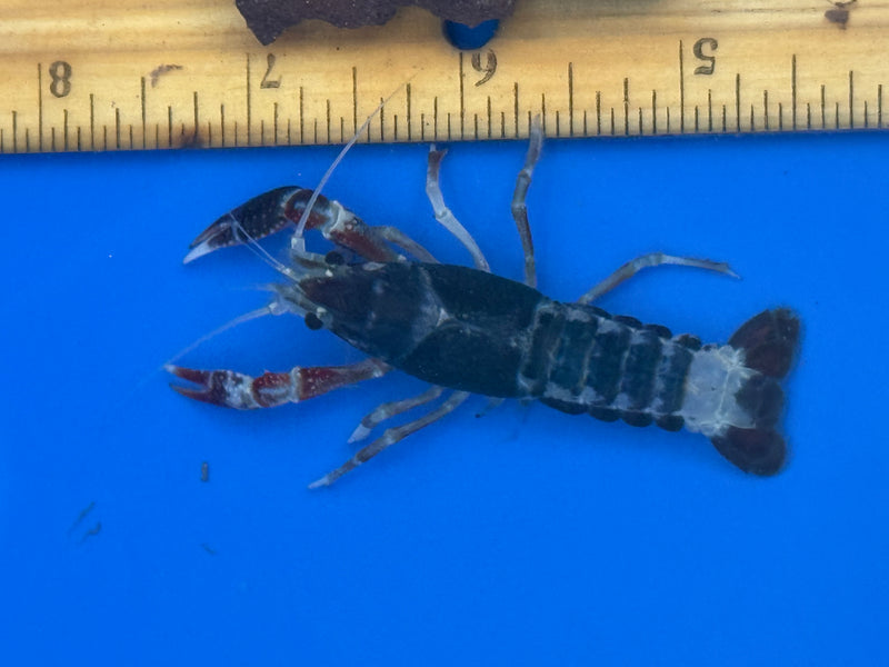 Procambarus clarkii "Tricolor Ghost" Lobster Female Pet Crayfish