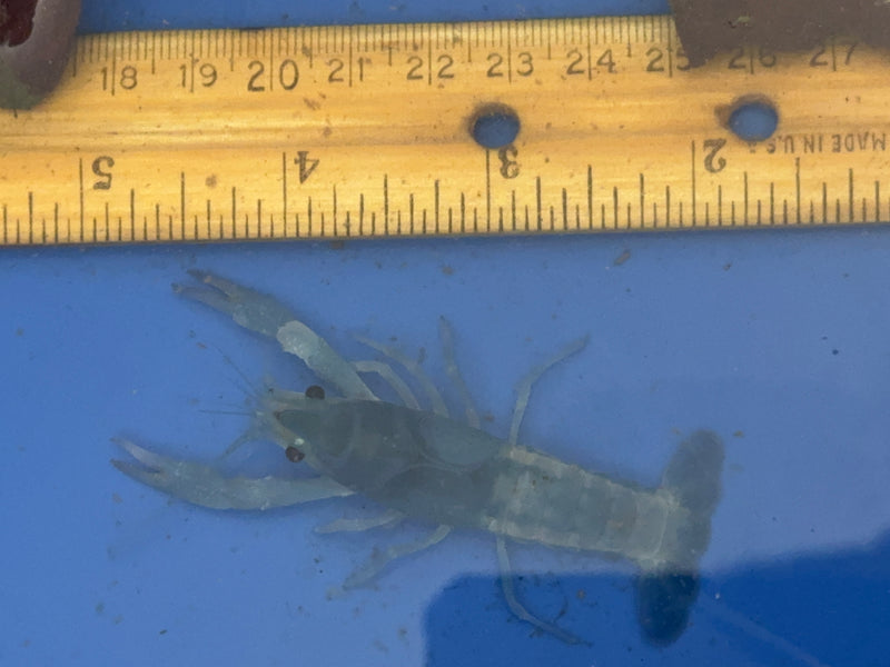 Procambarus clarkii "Blue Ghost" Lobster Male Pet Crayfish