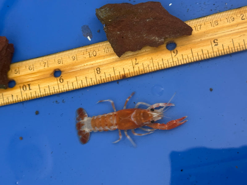 Procambarus clarkii "Orange Ghost" Lobster Female Pet Crayfish
