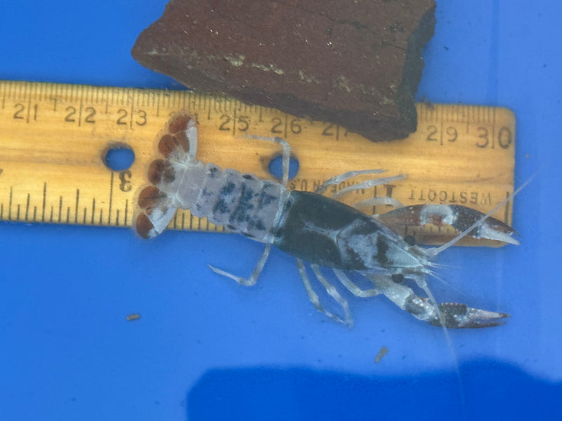 Procambarus clarkii "Tricolor Ghost" Lobster Female Pet Crayfish