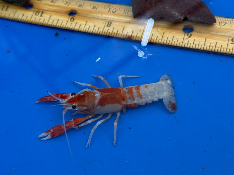 Procambarus clarkii "Orange Ghost" Lobster Female Pet Crayfish