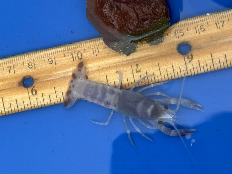 Procambarus clarkii "Blue Ghost" Lobster Female Pet Crayfish