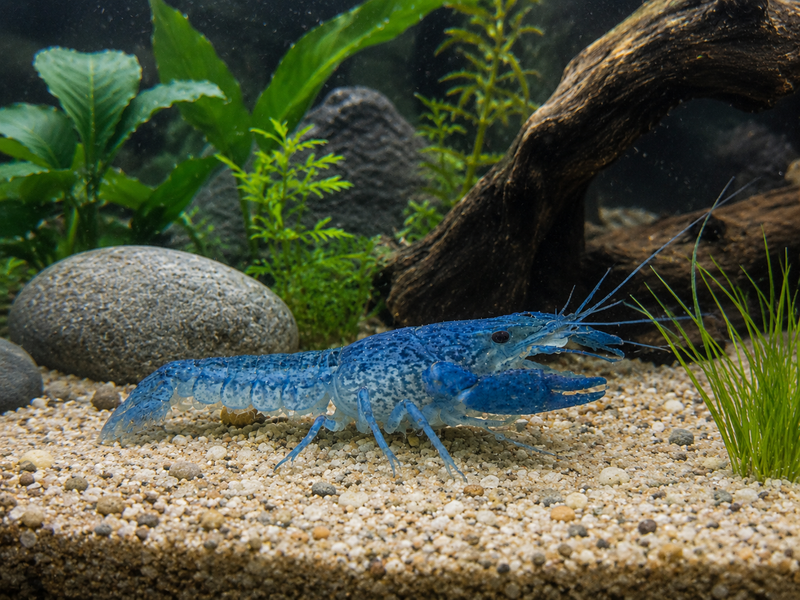 Procambarus alleni "Electric Blue Lobster" Male Pet Crayfish