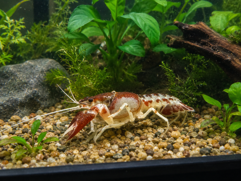 Procambarus clarkii "Chocolate Ghost" Lobster Male Pet Crayfish