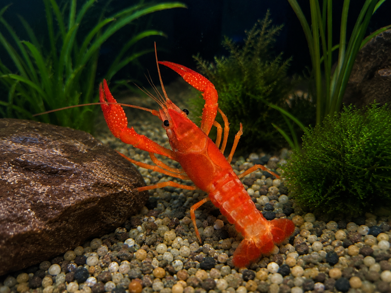Procambarus clarkii "Orange Ghost" Lobster Male Pet Crayfish